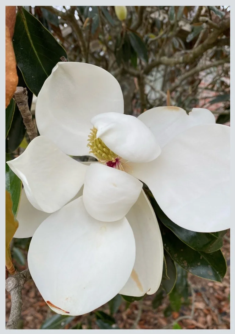 Magnolia State