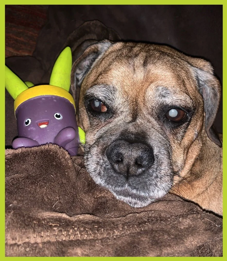 My Blind Dog Makes a Friend