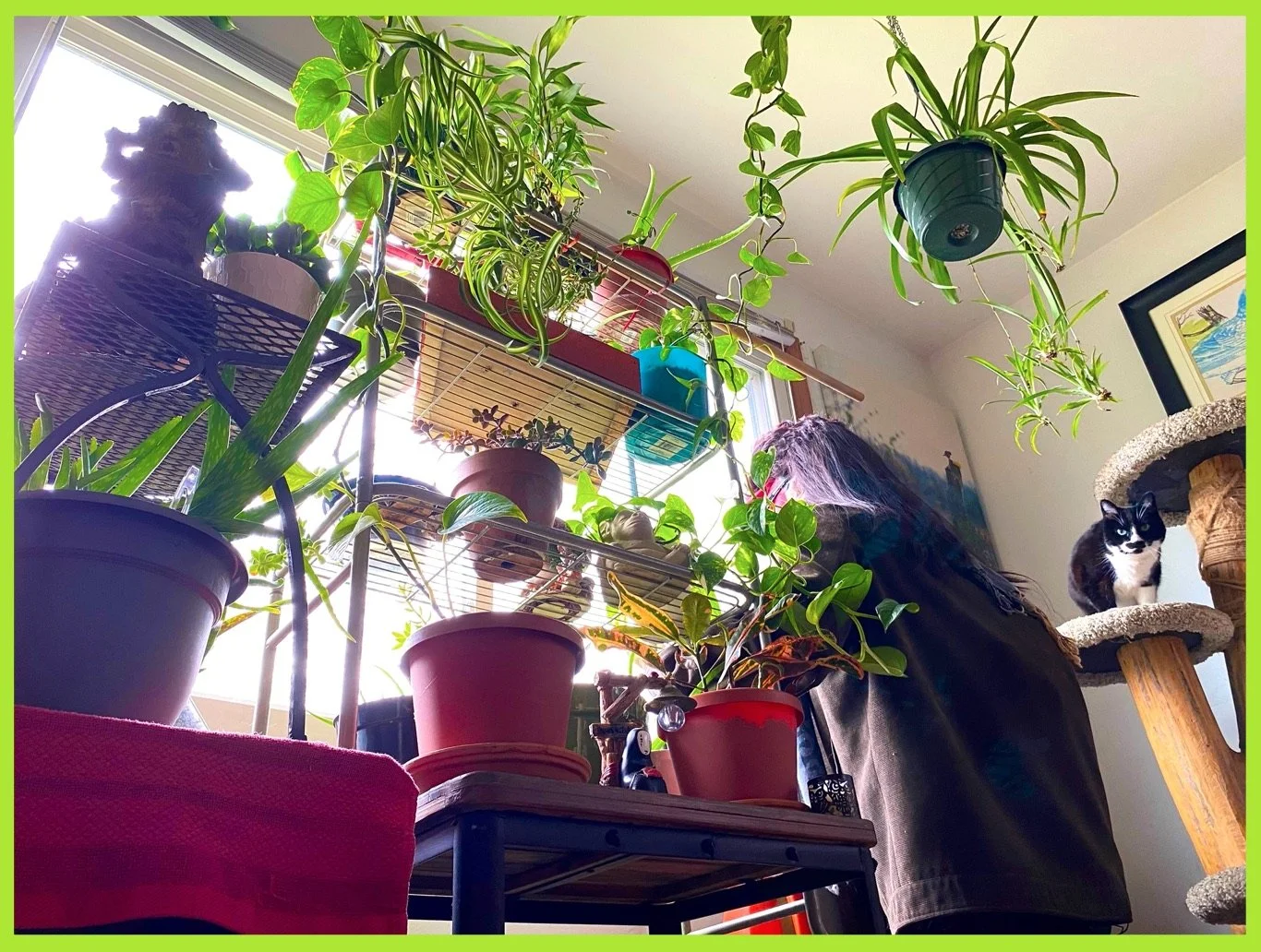 In the Jungle, the Mighty Jungle
