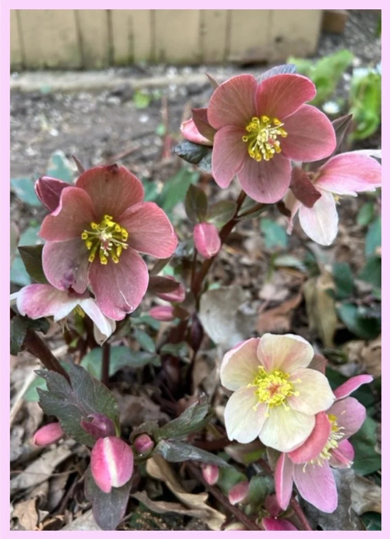 Hellebores