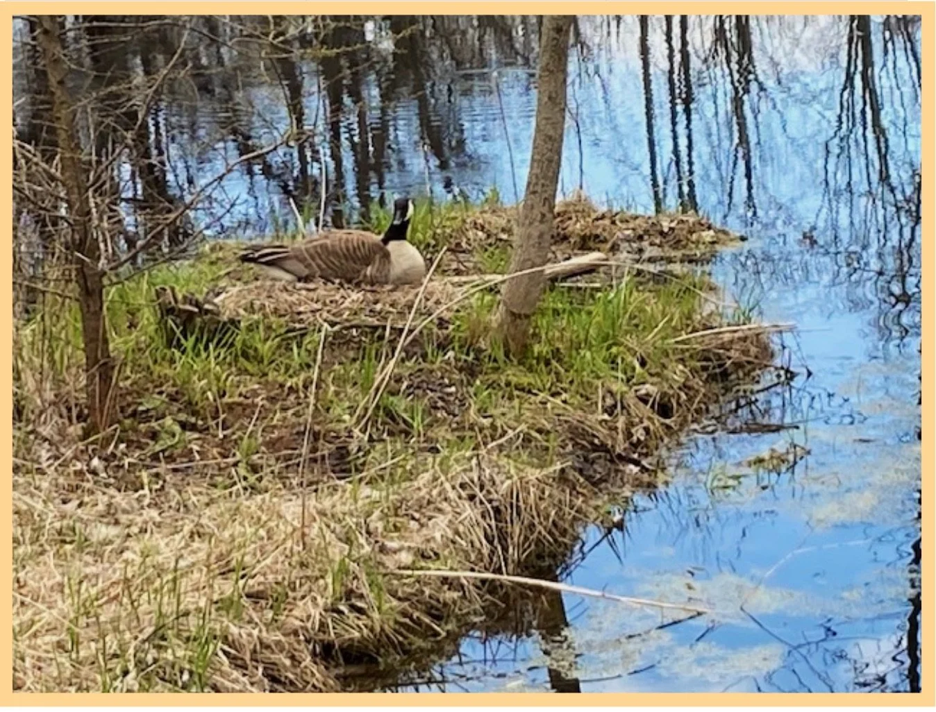Mother Goose on Nest