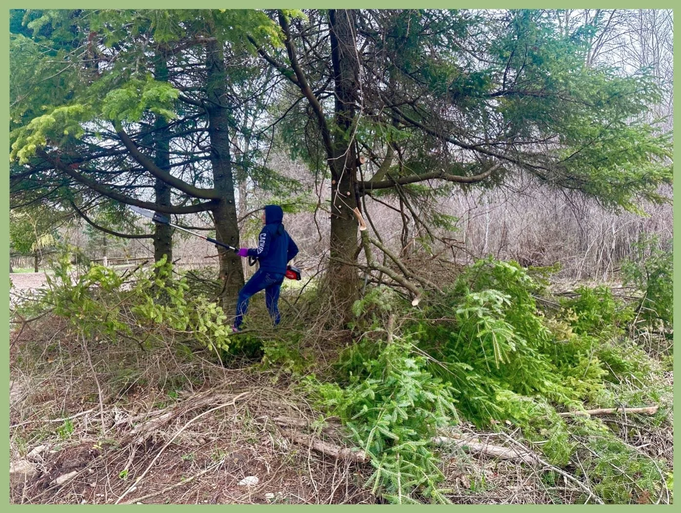 Mollie Prunes a Forest