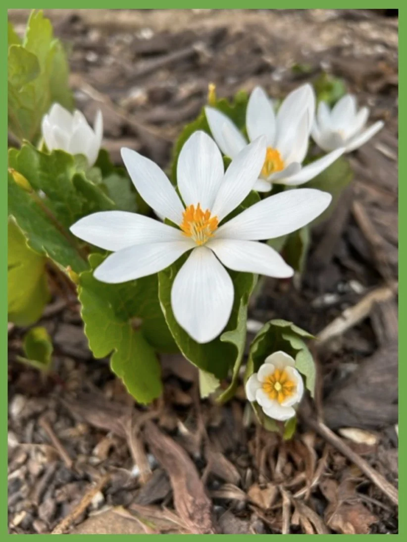 Bloodroot