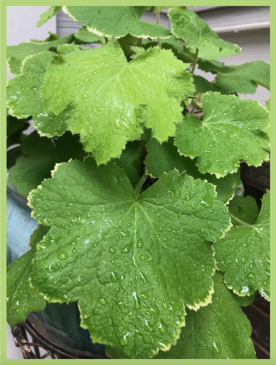 Corabell in the Rain on Summer Solstice Day