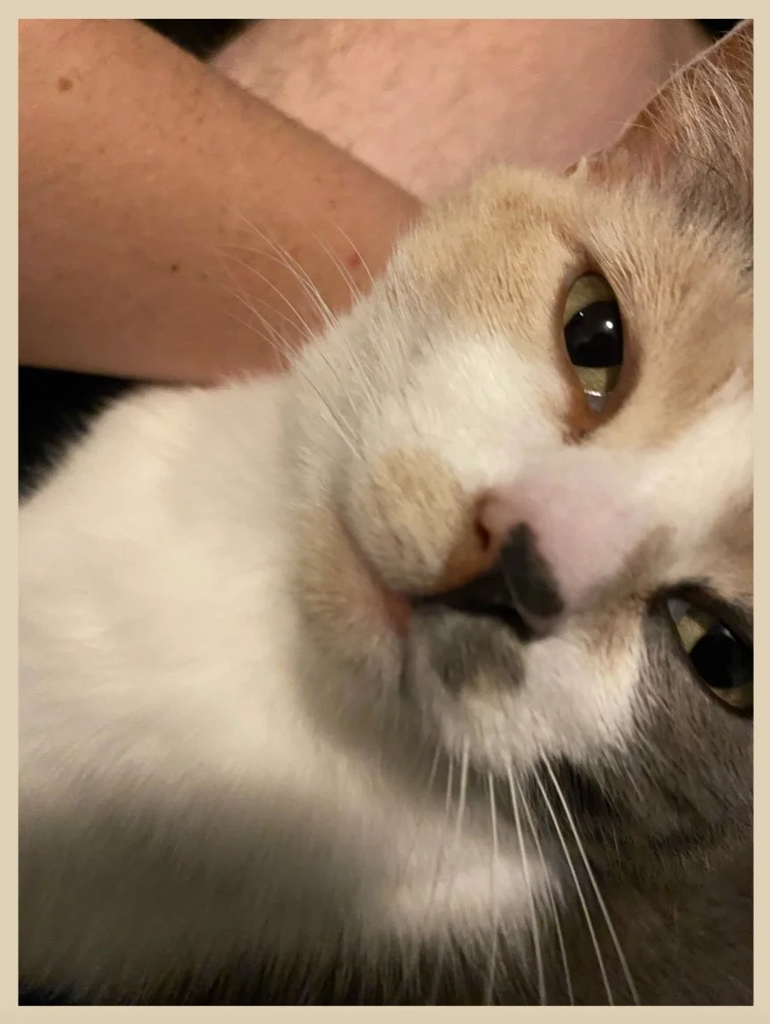 Cat Happy
