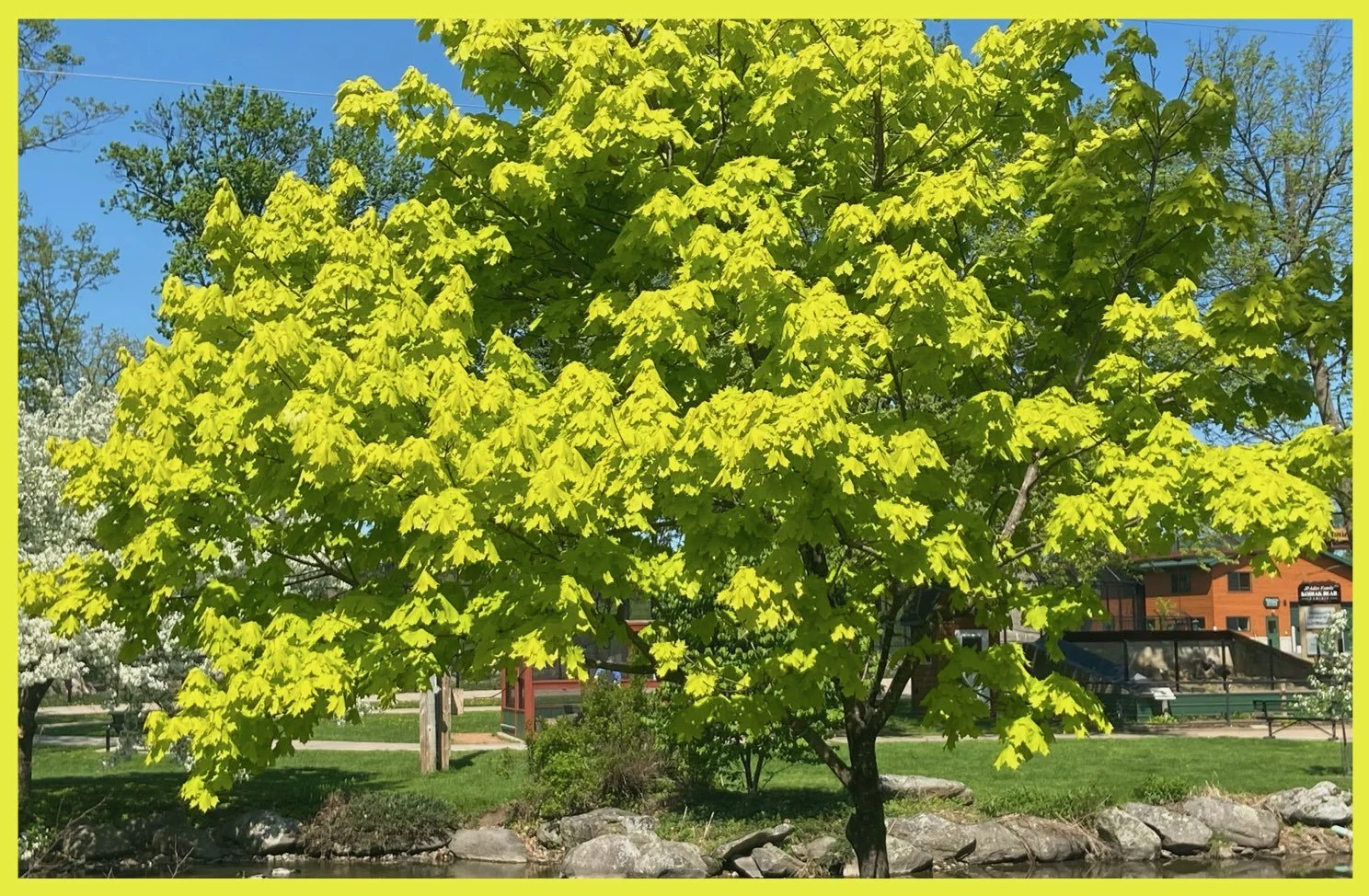 Bright Spring Tree
