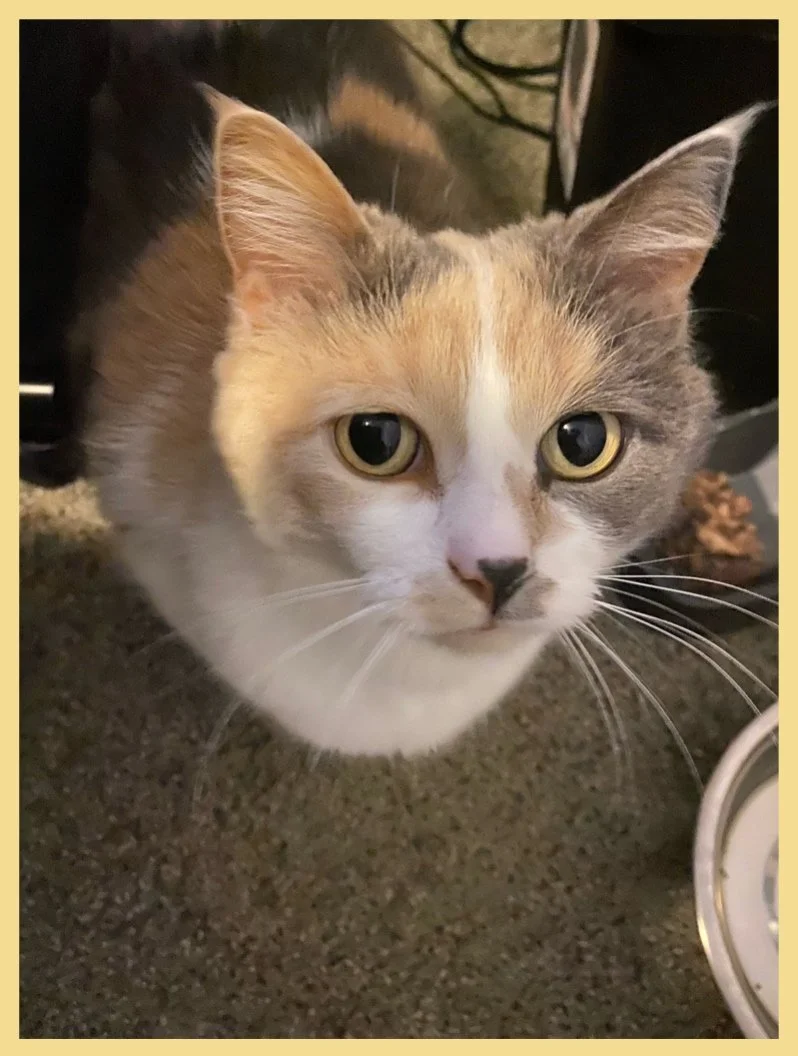 Tubby Asking for Extra Food in HD