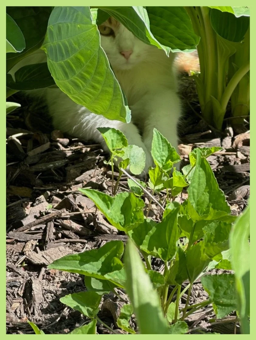 Snow Princess in the Shade