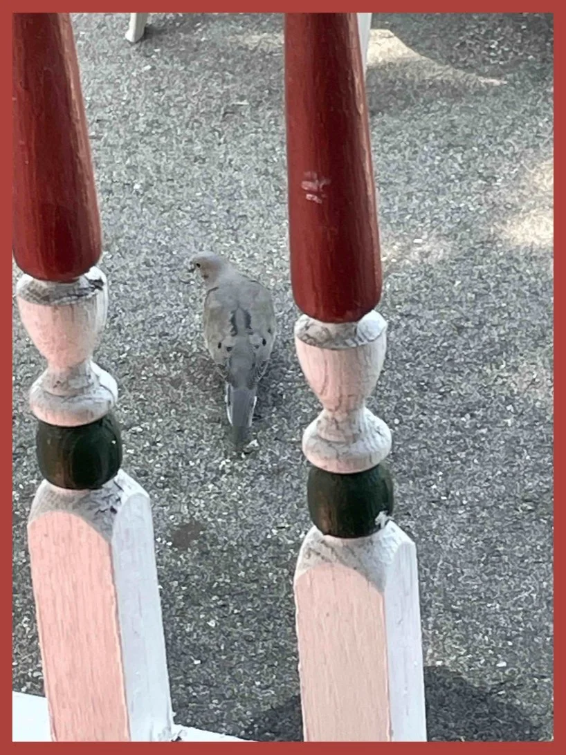 Mourning Dove Jail