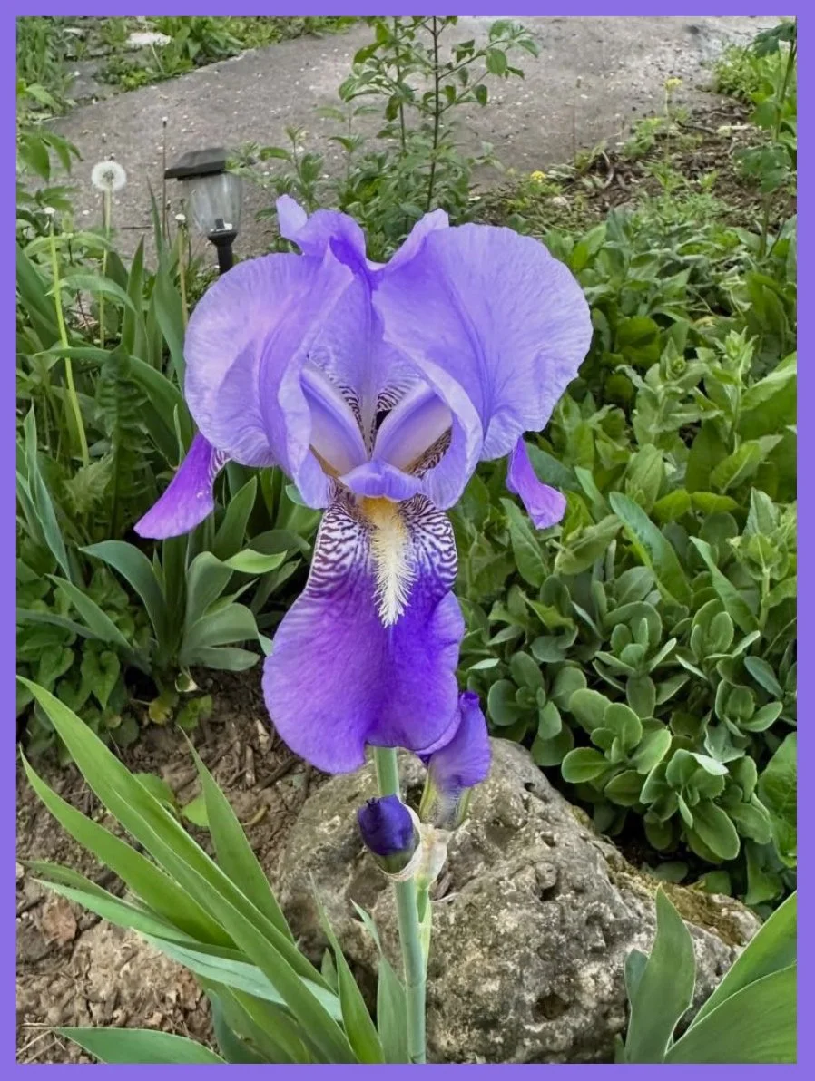 Iris