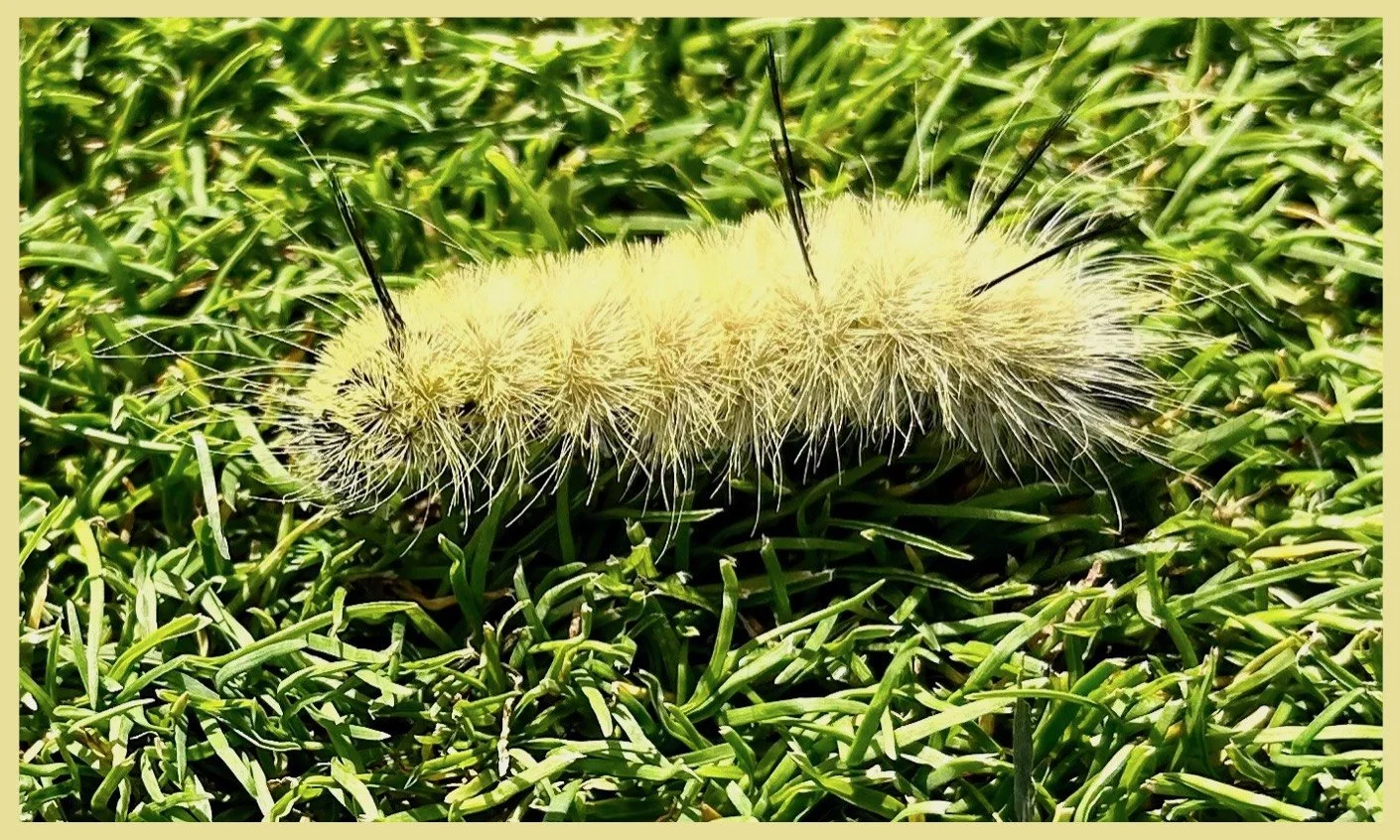 Made a New Friend on the Golf Course