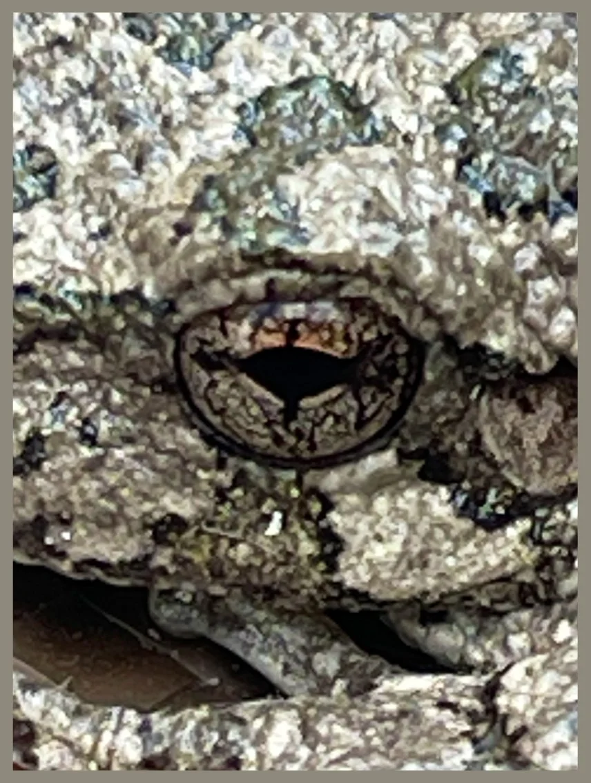Gray Treefrog