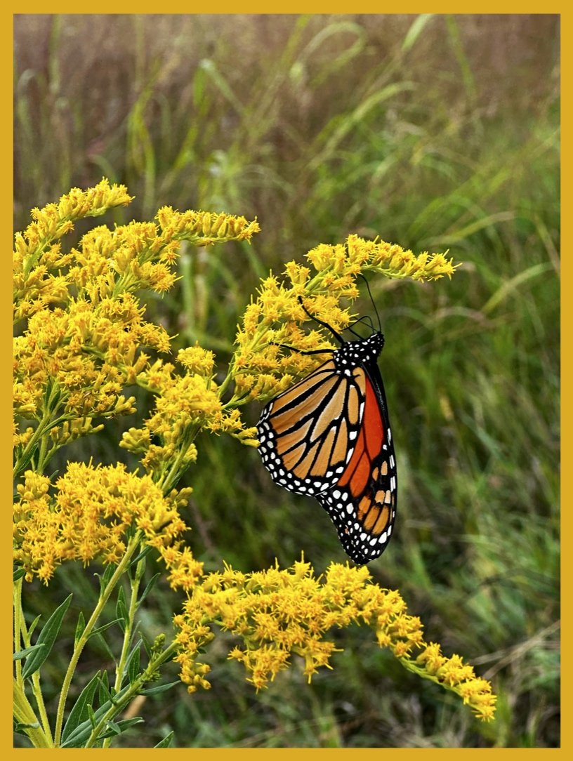 Monarch on Goldenrod
