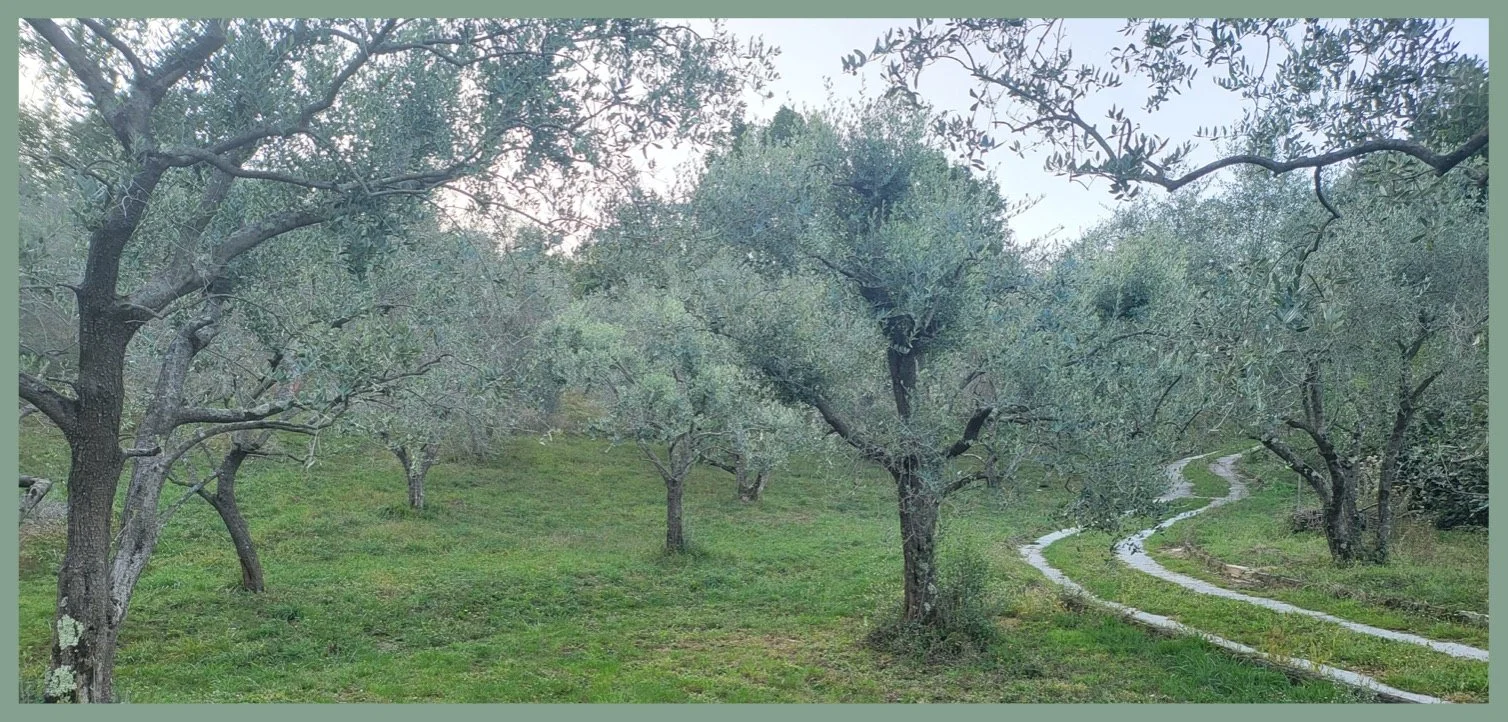 A Study in Olive
