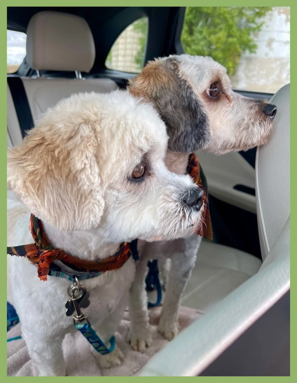 Part of the Exiled Dog Pack