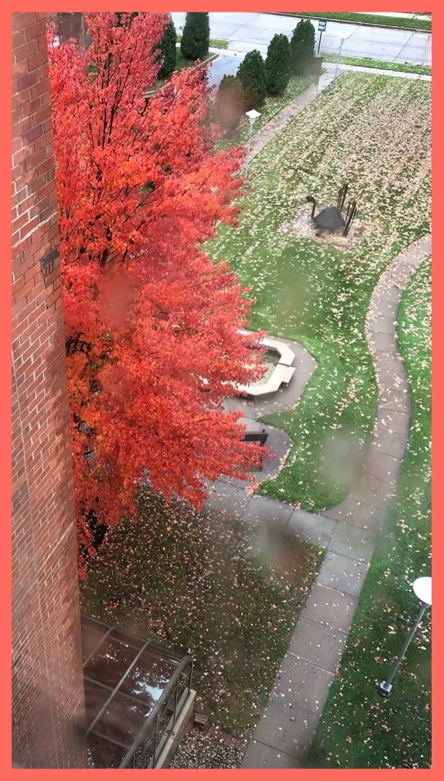 Yard Overview With an Autumn Drop
