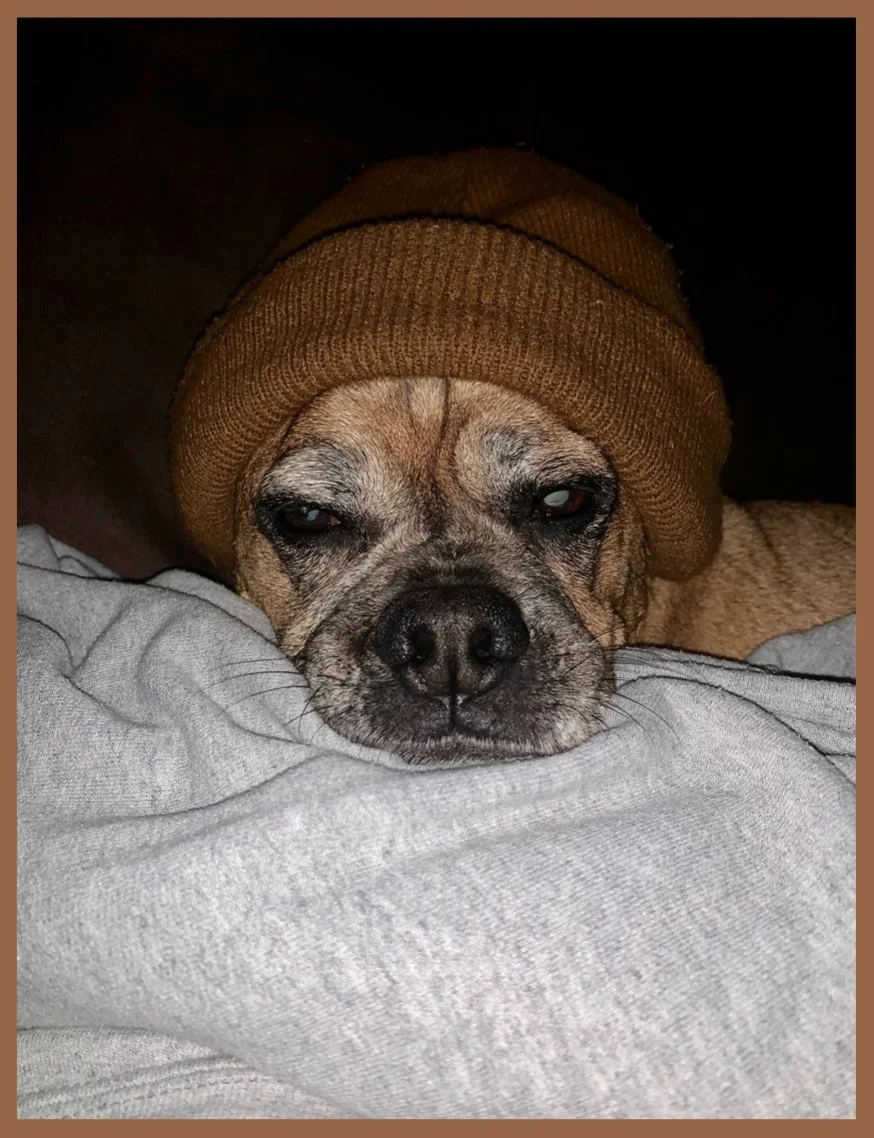 Pugsley is Ready for the Cold