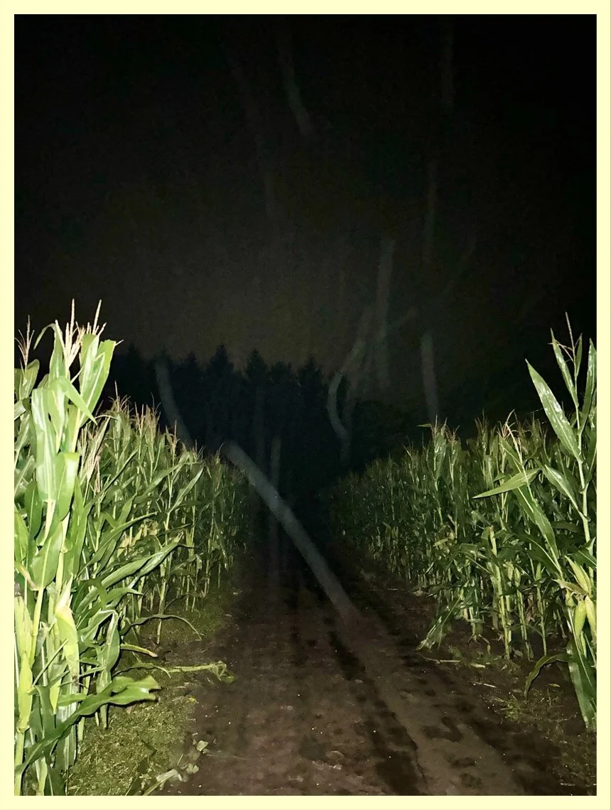 Lost in the Maize
