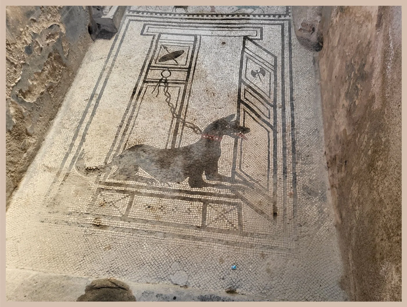 Attenti ai Cani