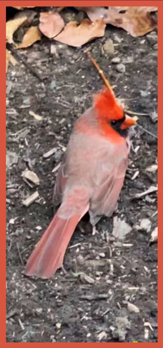 Old Cardinal