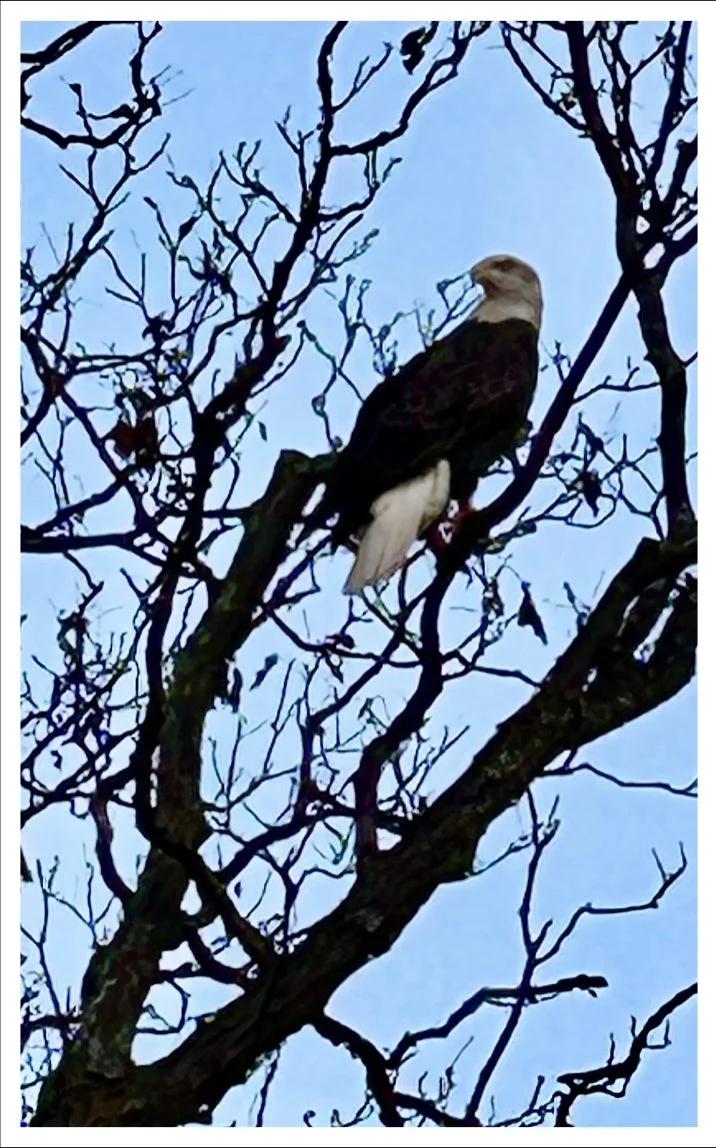 The Only Eagle I Got on the Golf Course