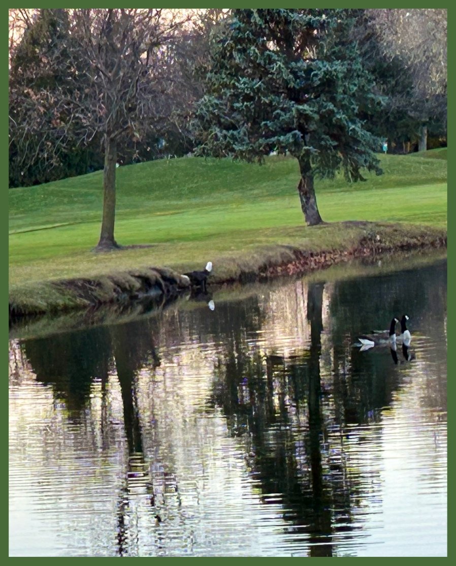 Eagle Waiting for One of Those Round White Eggs to Hatch