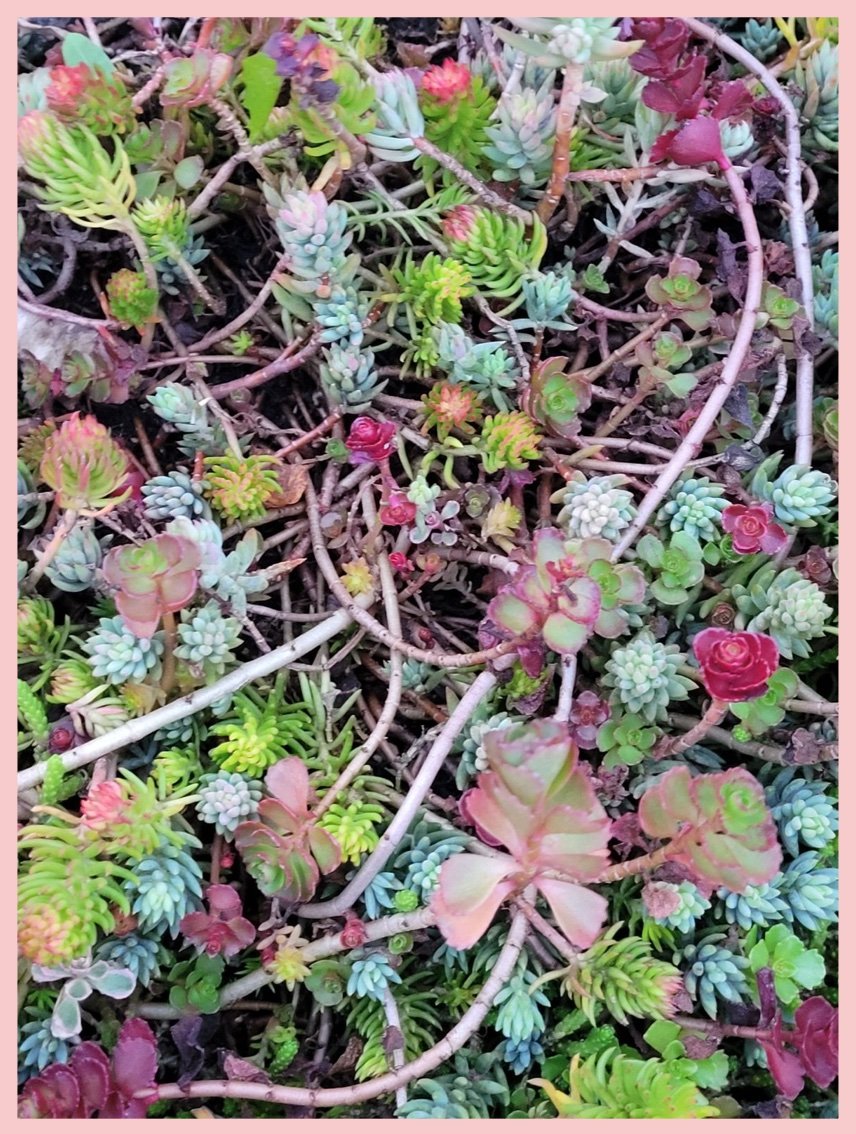 Succulents Suck