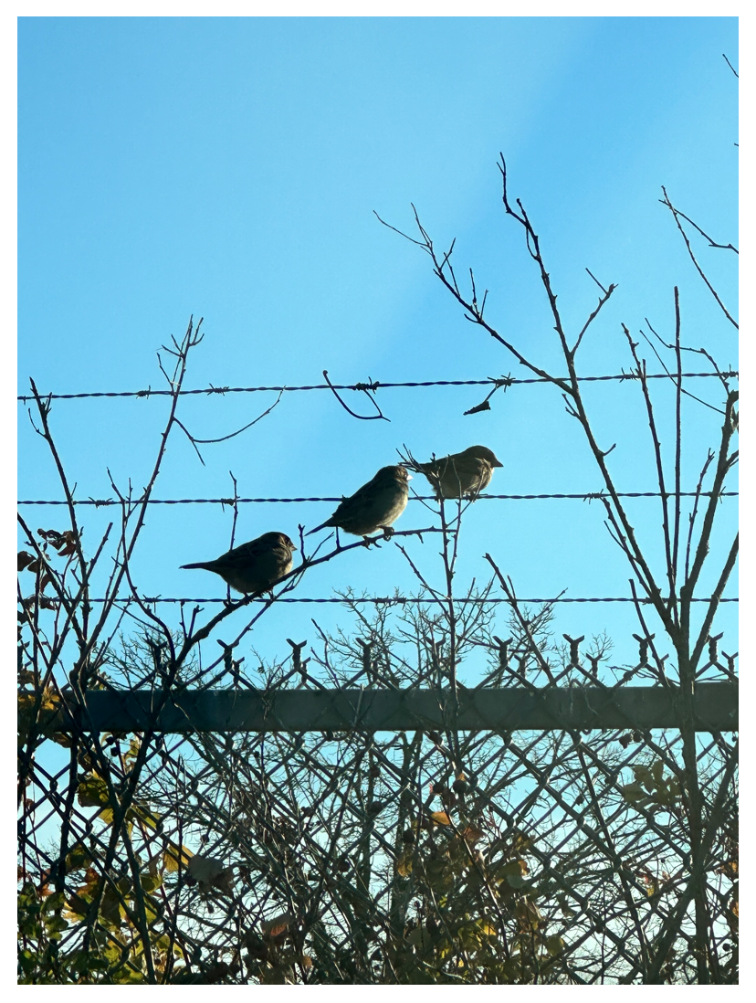 Three Little Birdies