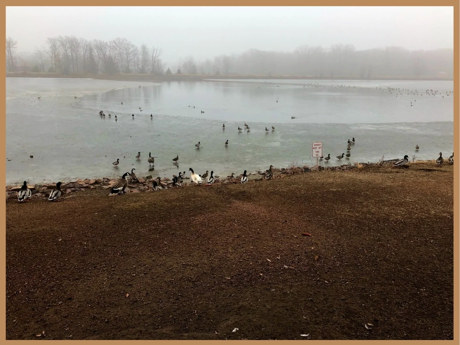Brown Christmas Pond View. December!