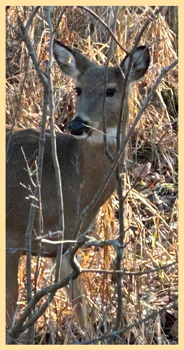 My Deer Friend