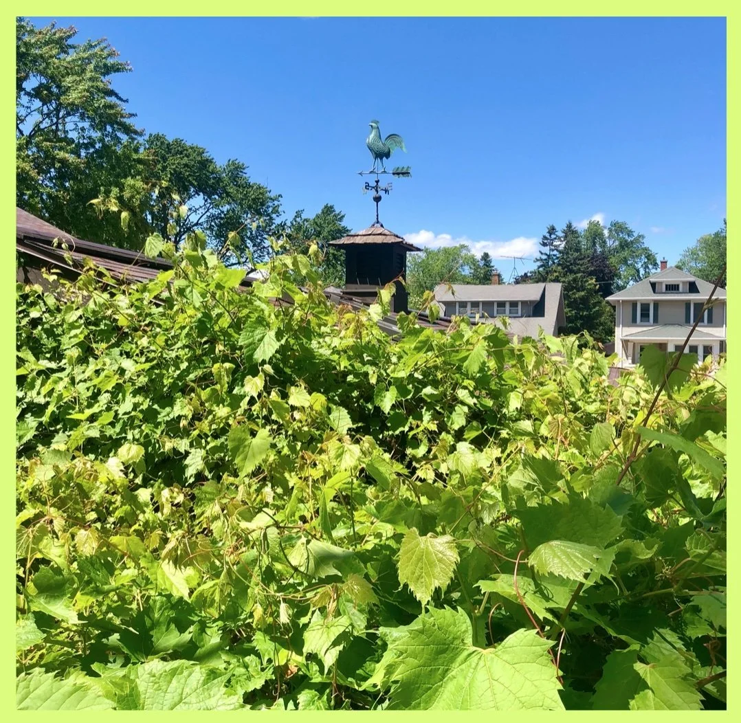 Daisy: Grapevine Grapple