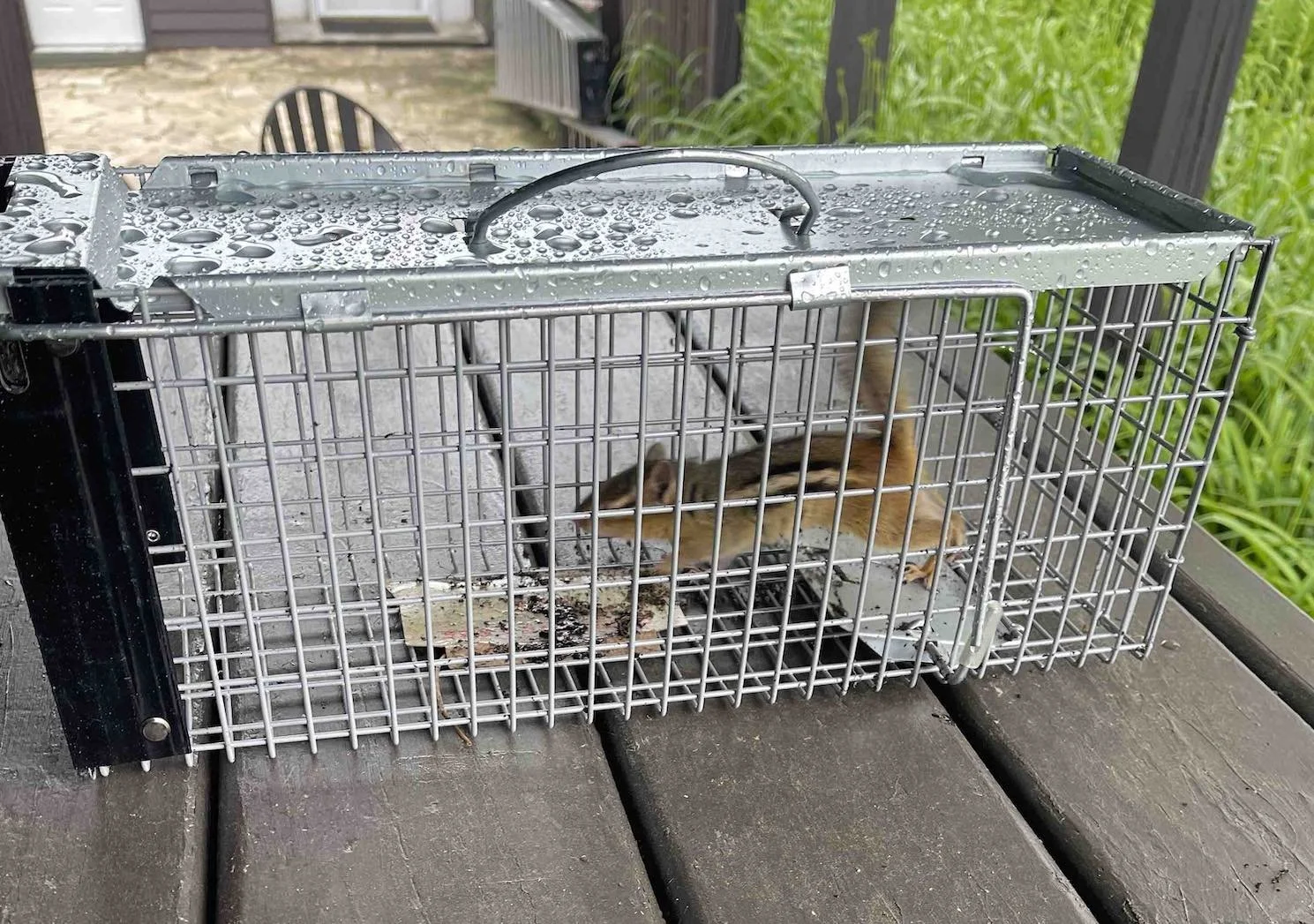 Daisy: Chipmunk Wars