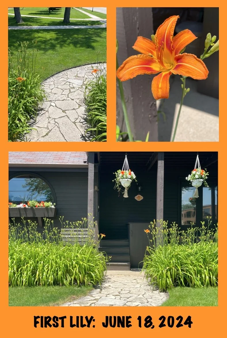 Daisy: Contest for the First Lily