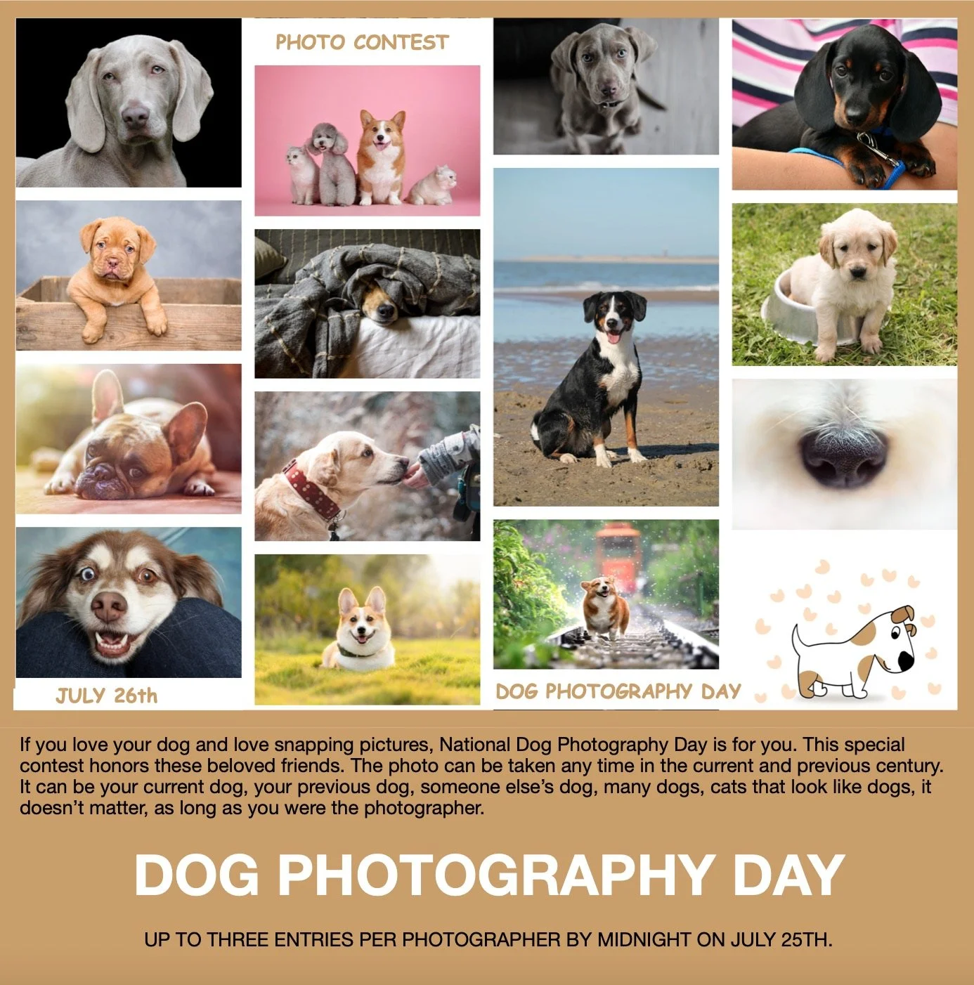 Dog Photography Day: 64 Entries