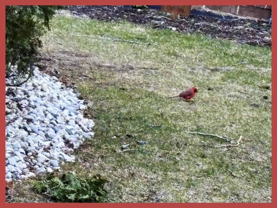 My Resident Cardinal