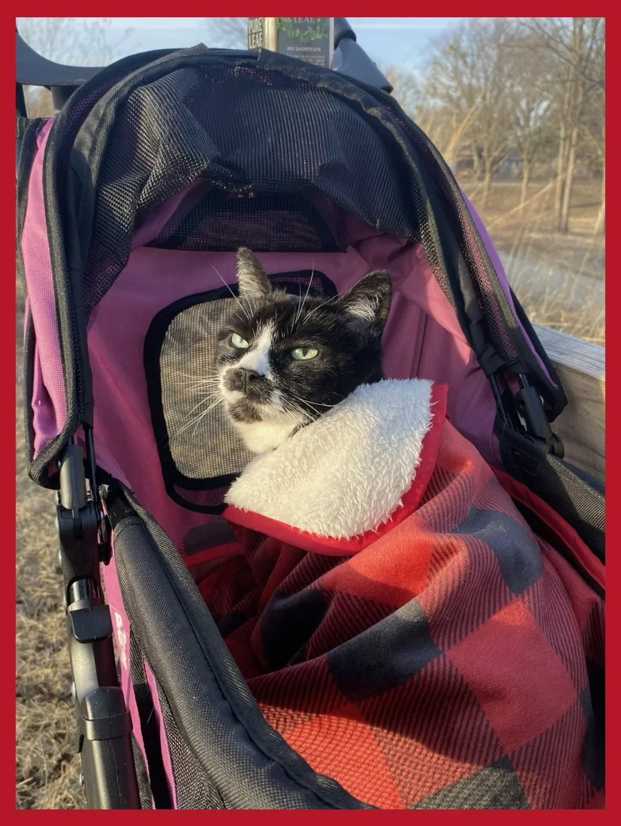 Dinah Takes a Springtime Stroll