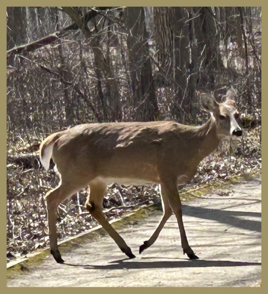 Trail Walking Competition
