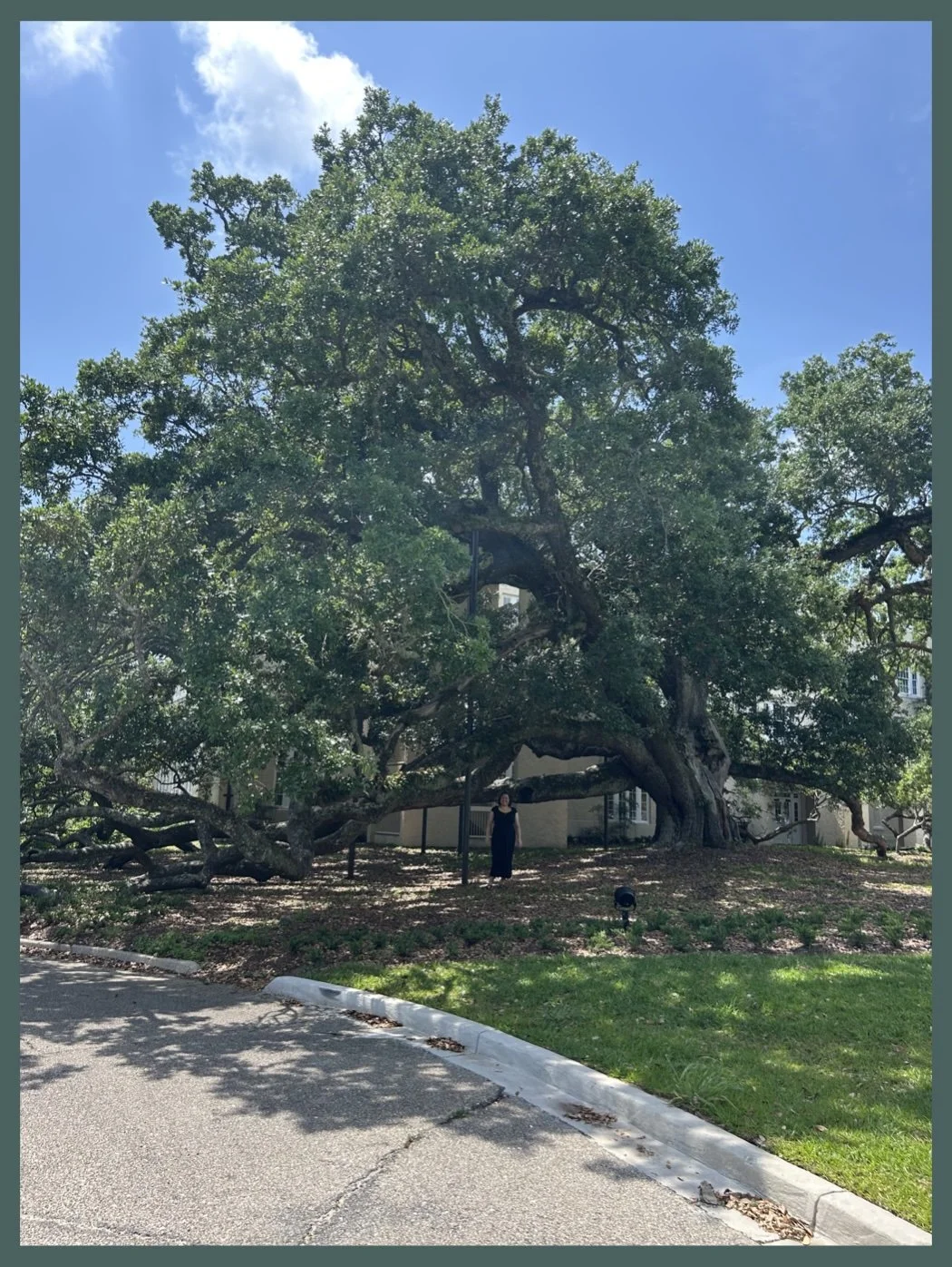 Over 500 Year Old Tree