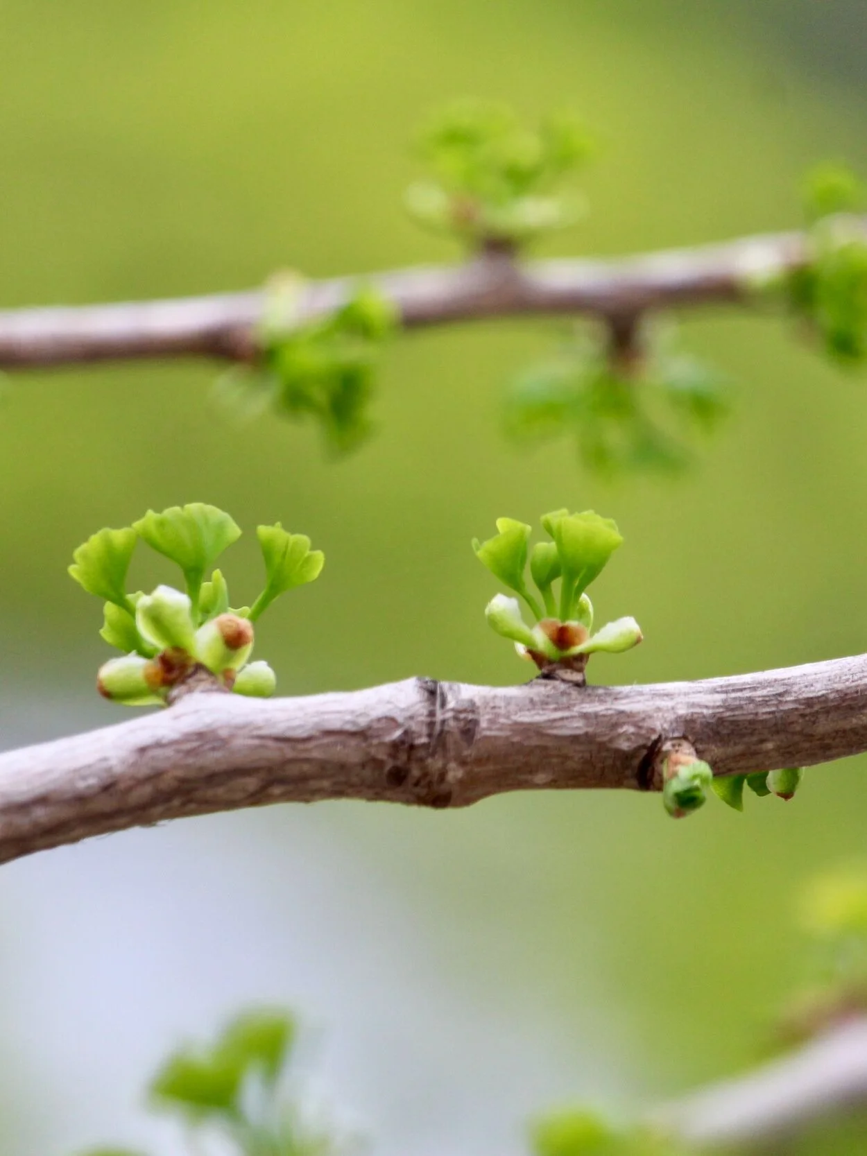 Mindfulness Boosts Resilience and Wellbeing