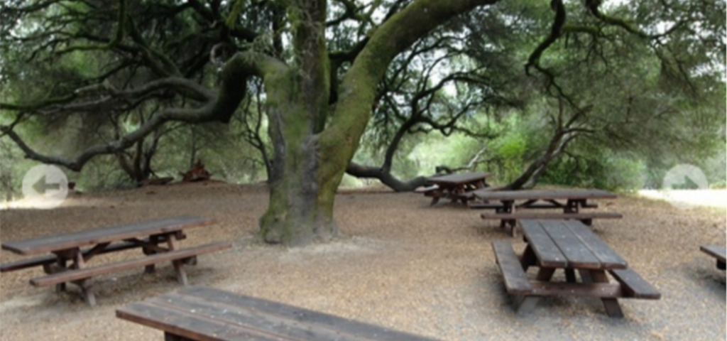 Homebirth Family Picnic  |  Hosted by Community Midwifery and Comadres Midwifery 