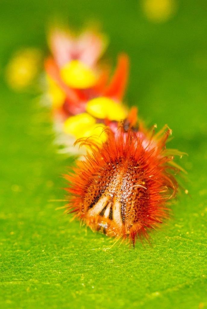 Mortho catterpillar