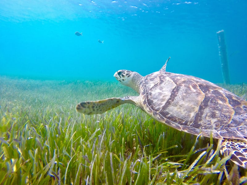 Turks and Caicos Turtle.jpeg