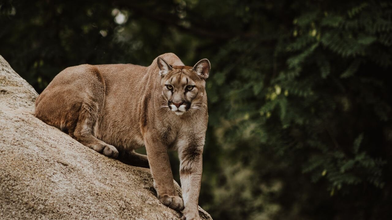 mtn lion.jpg