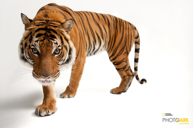 09_Malayan Tiger_Panthera tigris jacksoni_Joel_Sartore_NationalGeographic_PhotoArk_11558684.jpg