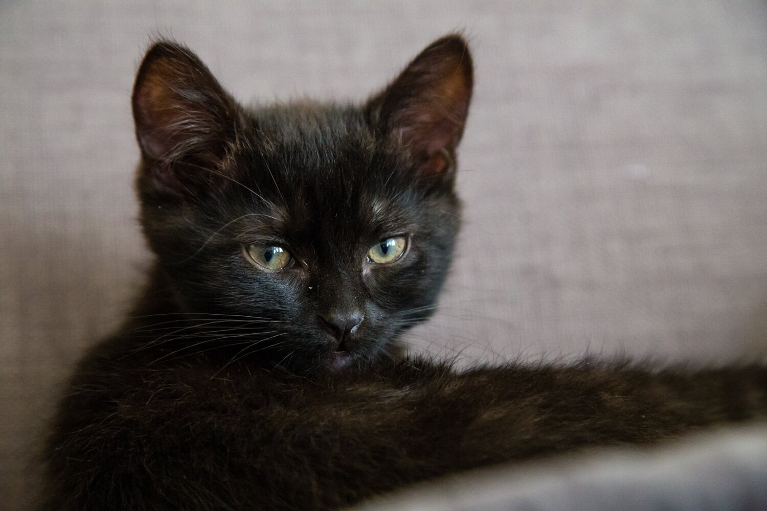 Rufus Mao Kitten.jpg
