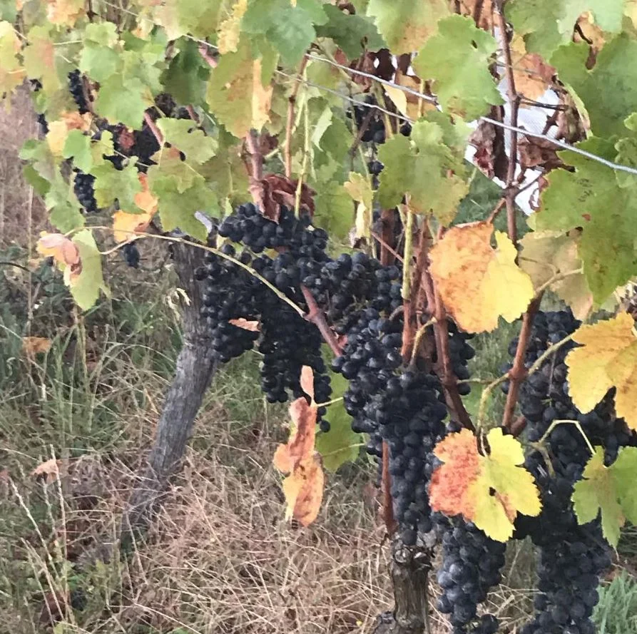 shiraz grapes.JPG