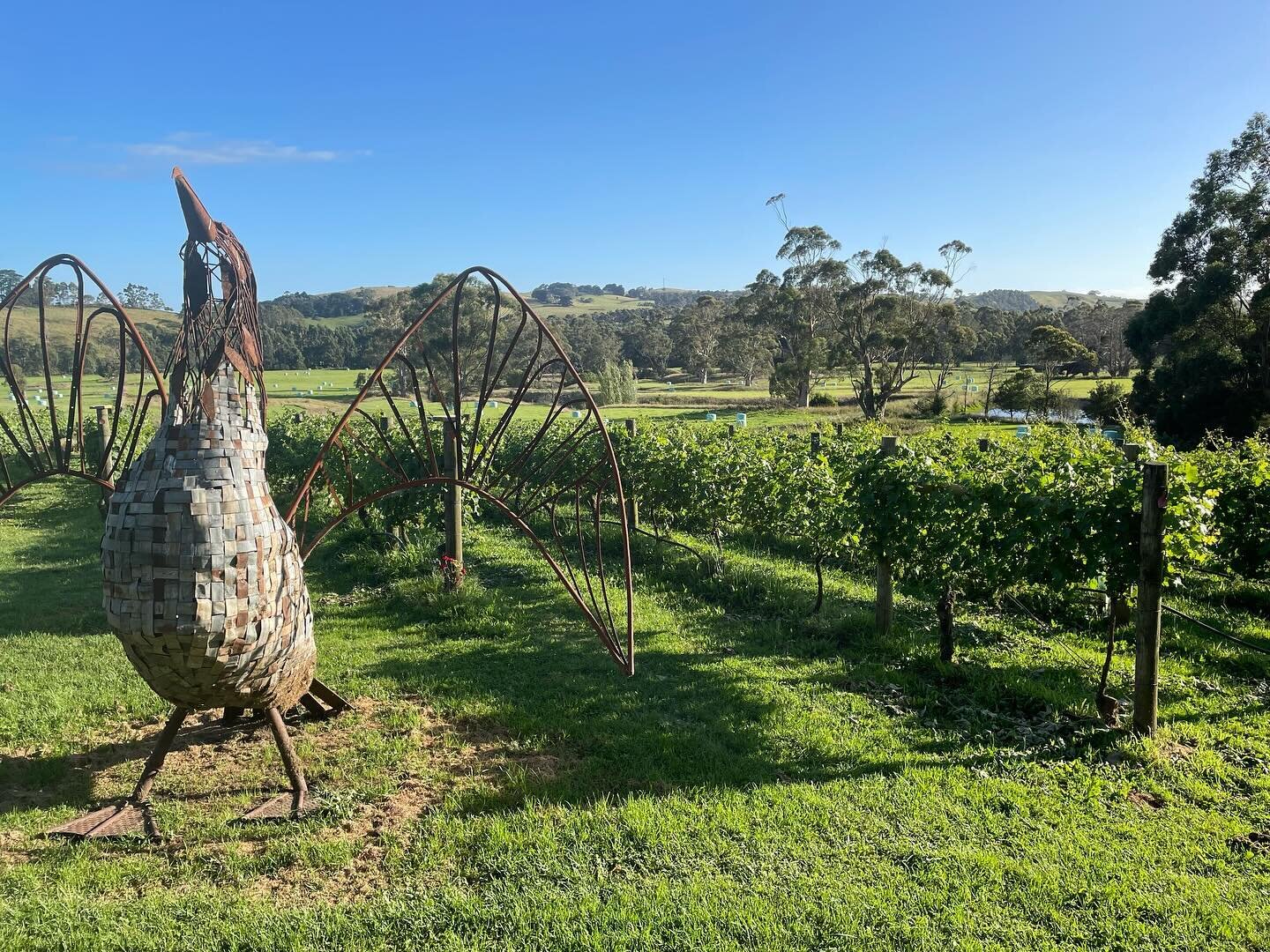 What a cracker of a day!
The guys are in the vineyards and Jane&rsquo;s opening up the Cellar Door today for shoppers &amp; sippers- drop by between 12 and 5.
#takeabreak
#greatgippslandwine 
#localgifts 
#lovelochvillage 
#vigneronatwork