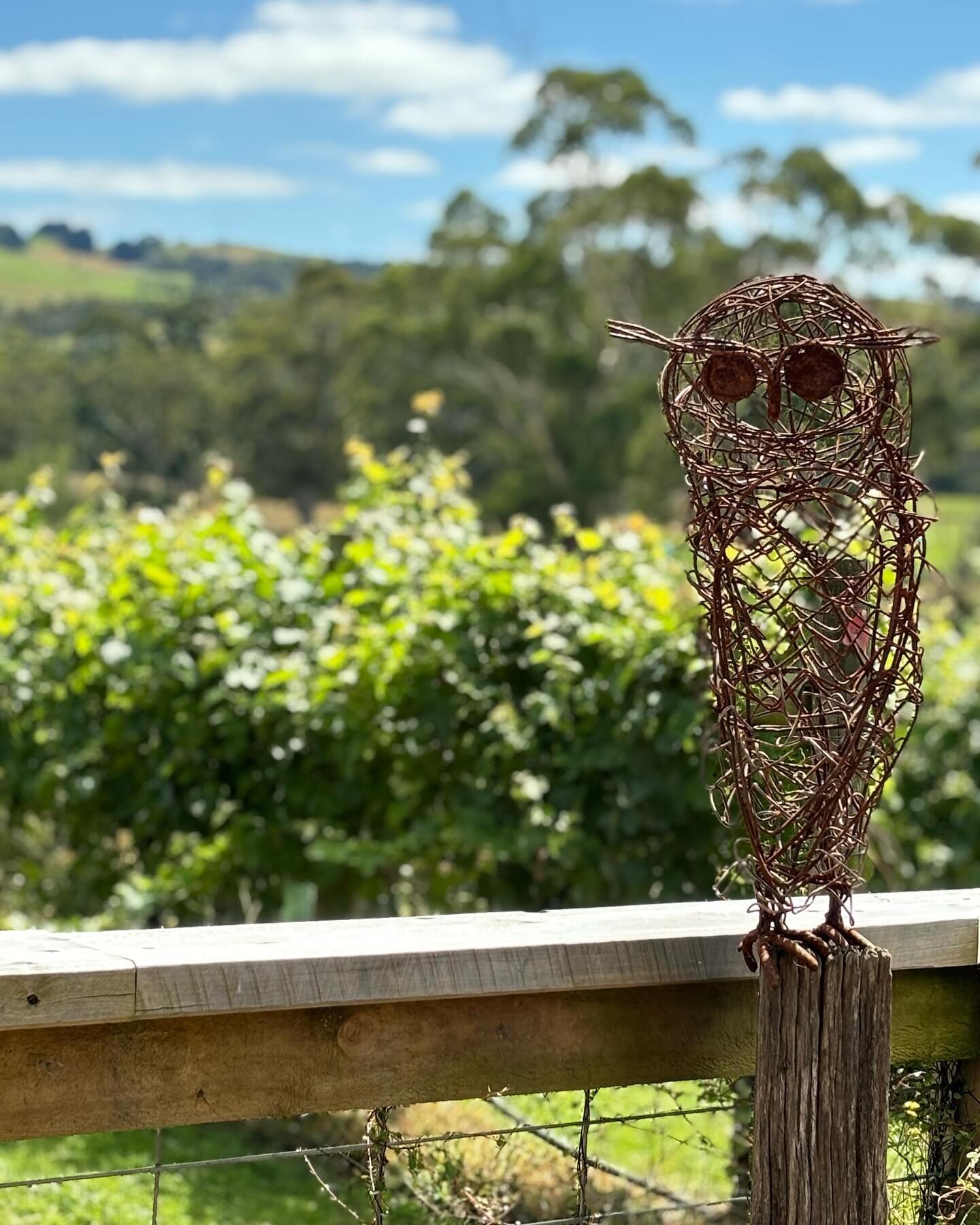 It&rsquo;s a ripper day and we&rsquo;re open until 4.
#winetasting🍷 
#tablepicnic 
#vigneronatwork 
#lochvillagevineyard 
Owl by Matt Williams - Rustme