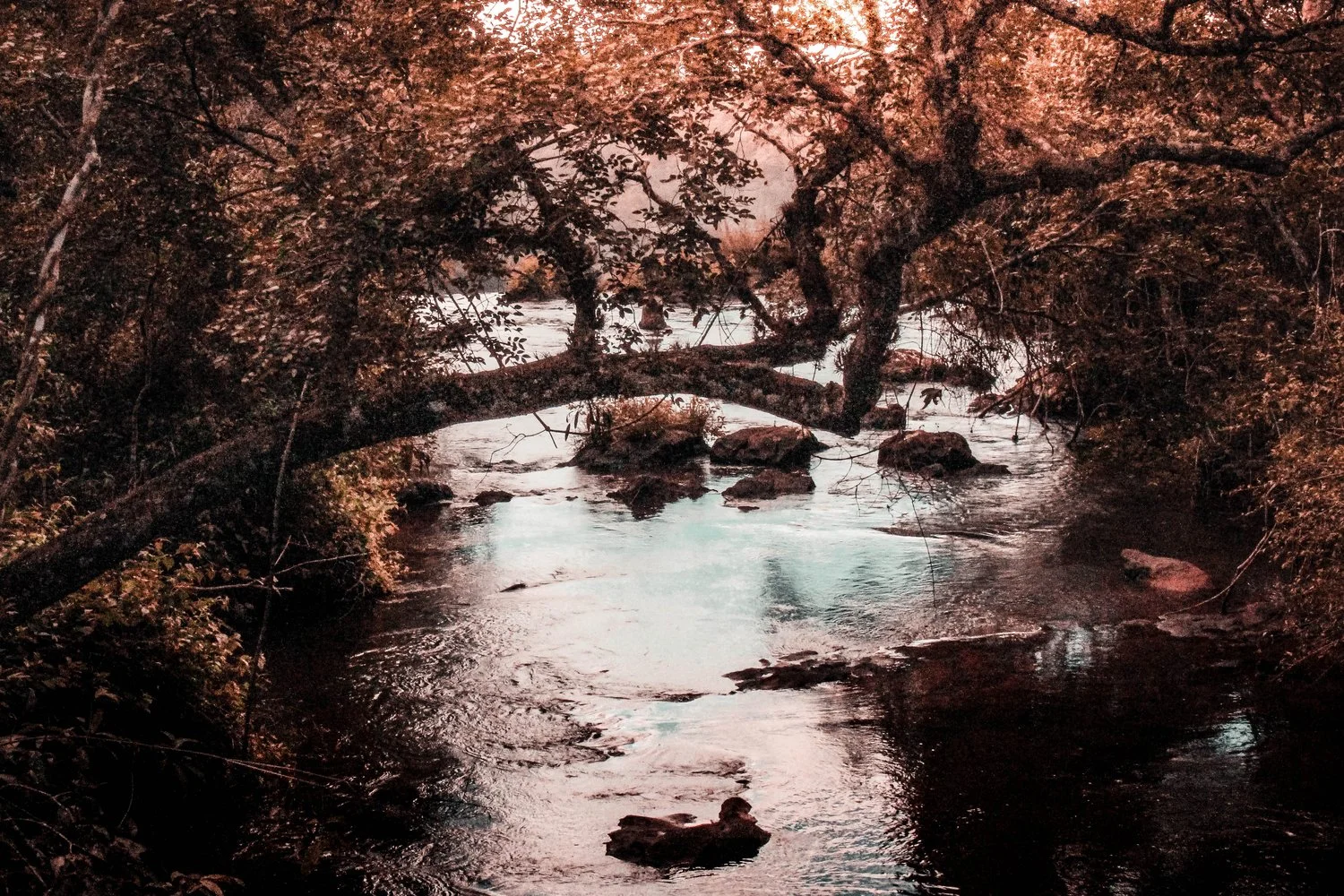 branches-daylight-environment-1849142.jpg