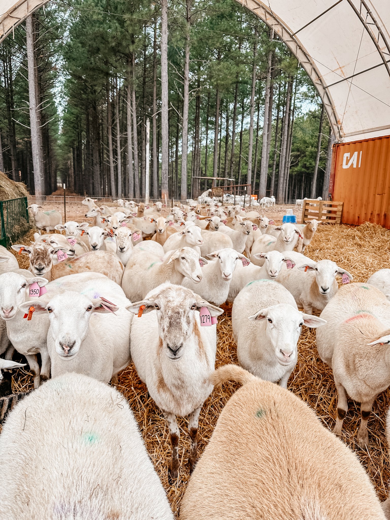 Katahdin recip ewes hairsheep recip ewes hair sheep recips embryo transfer surrogates